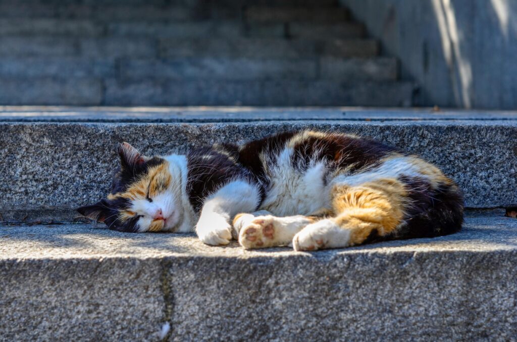 Multicolored Cats