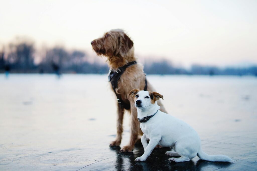 Risks of Giving Cinnamon to Dogs