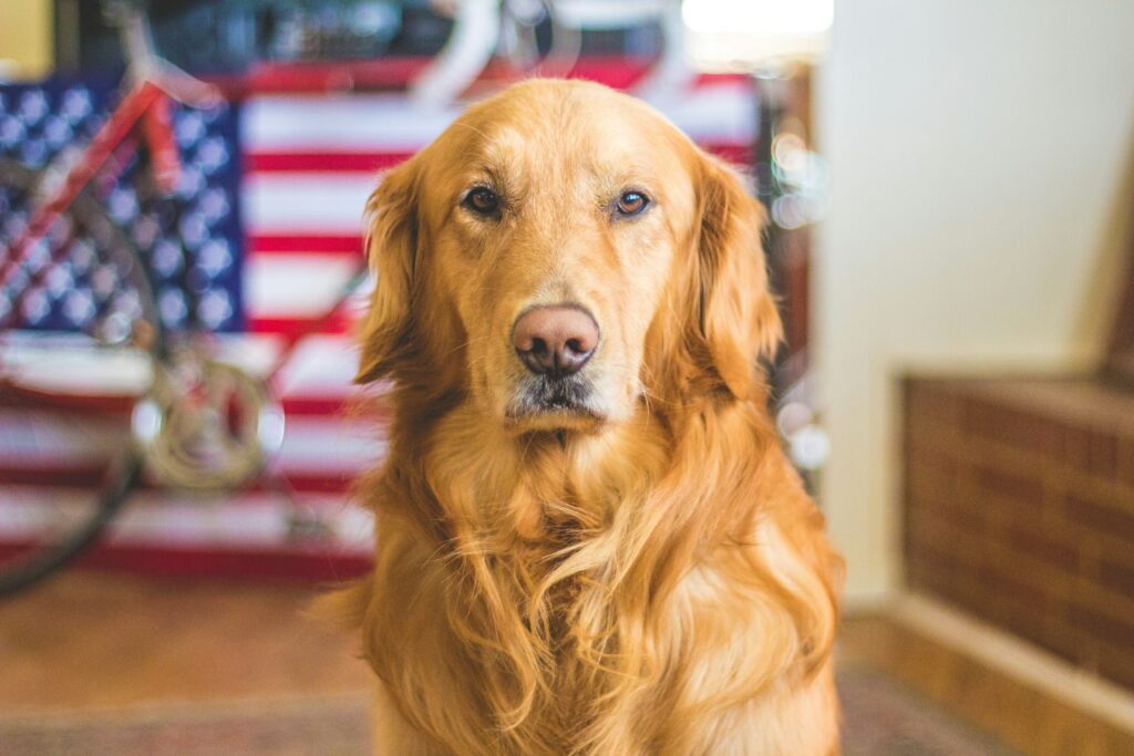 Understanding the Risks of Dogs Eating Tomatoes