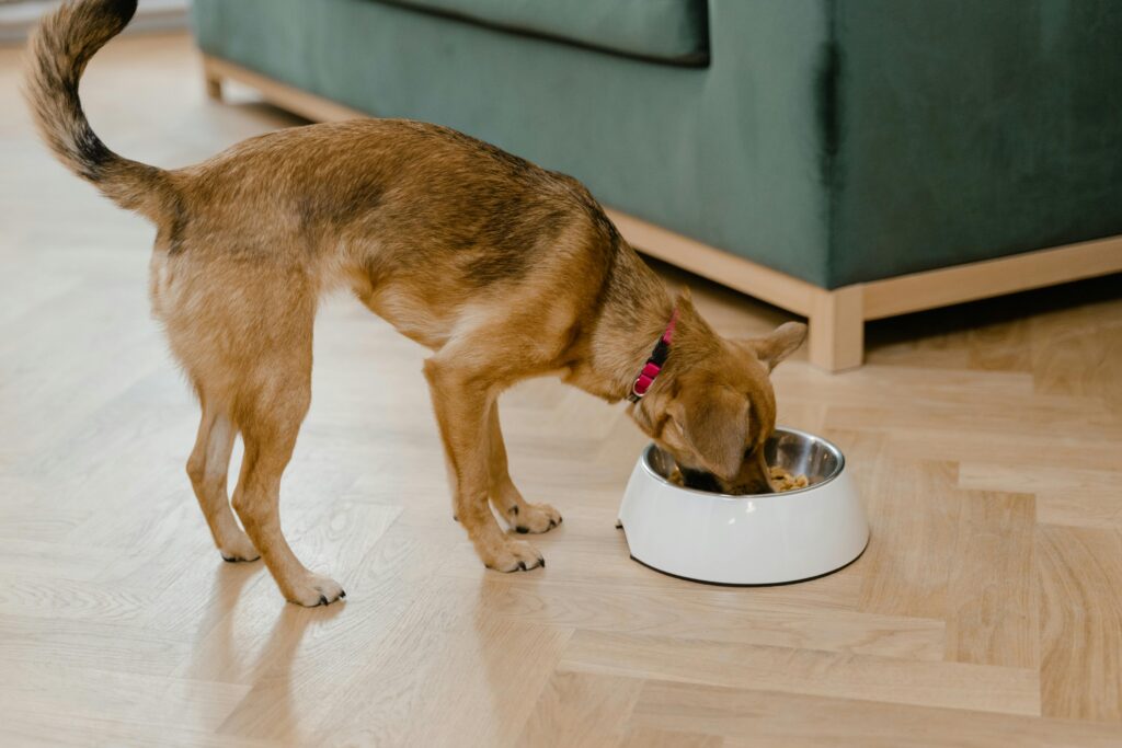 can frenchies eat tomatoes