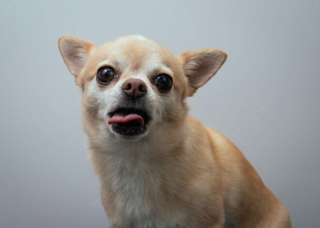 Chihuahua Pros and Cons: Understanding the Breed’s Traits