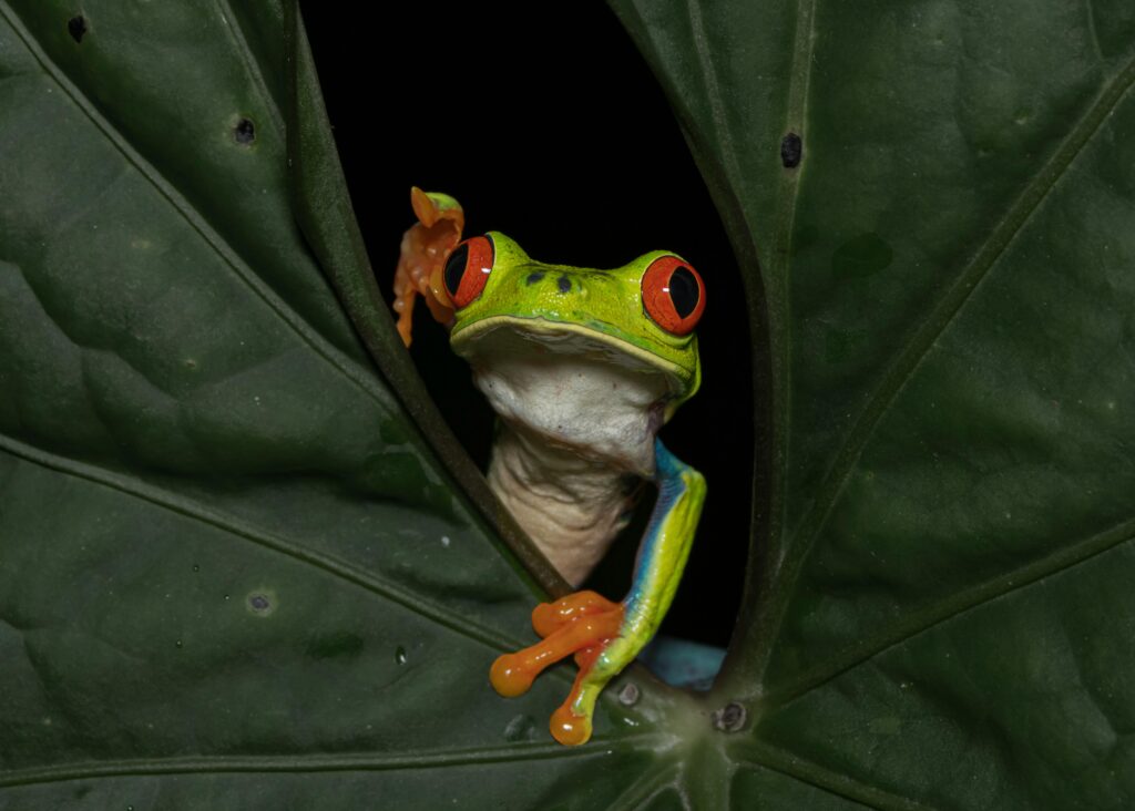 Feeding Amphibians