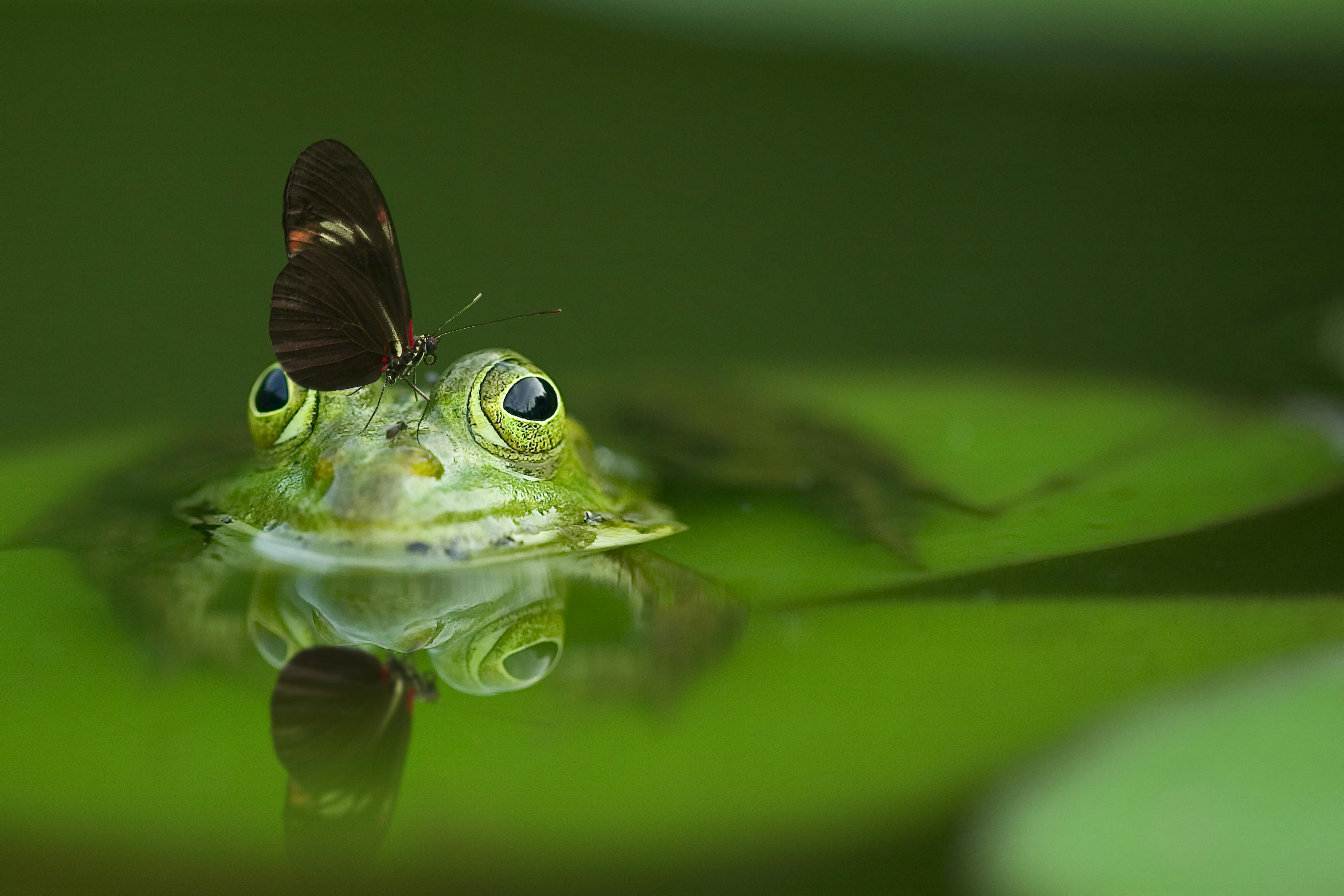 Frog Dietary