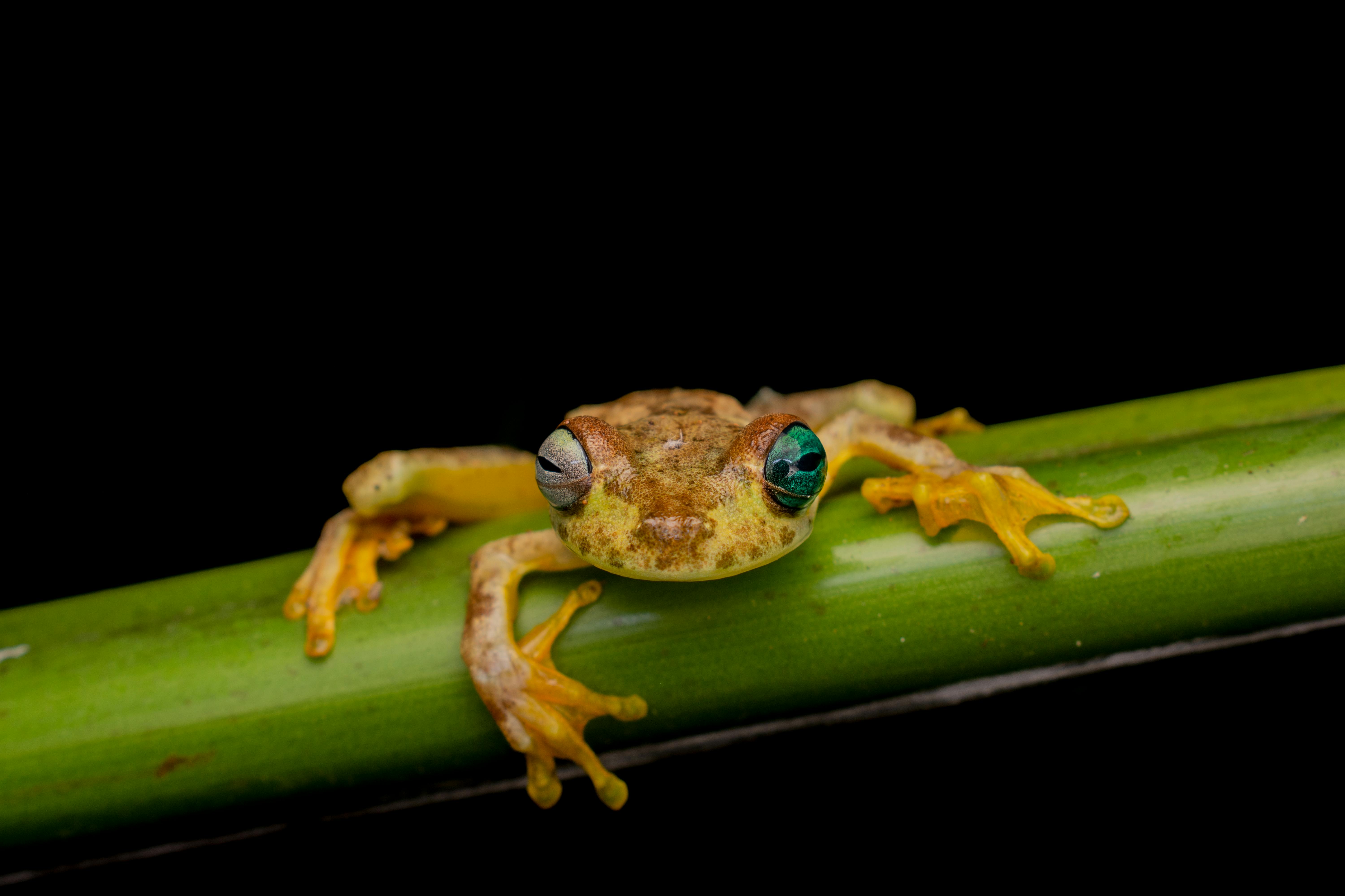 Frog Prey