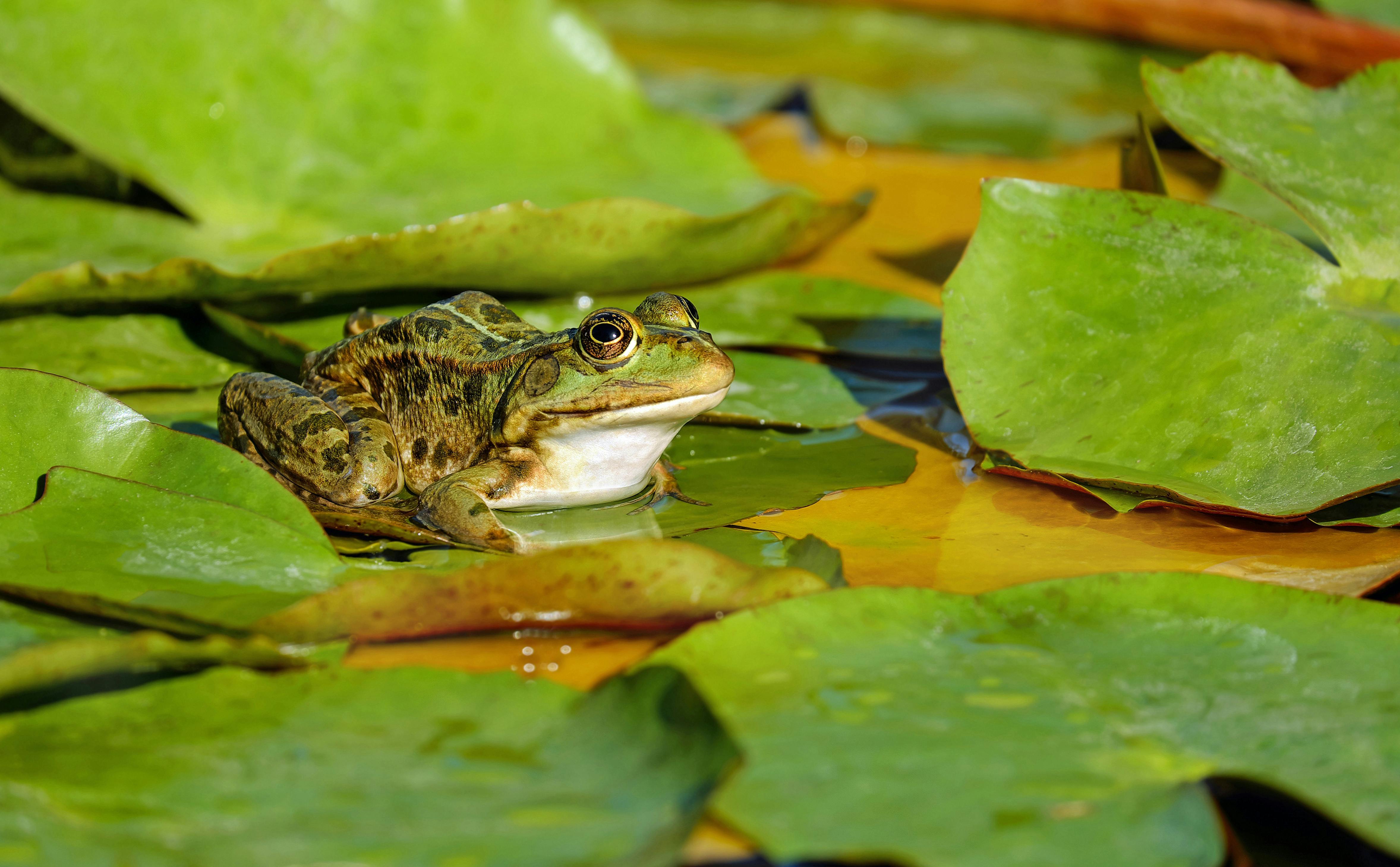 Frogs in the Ecosystem