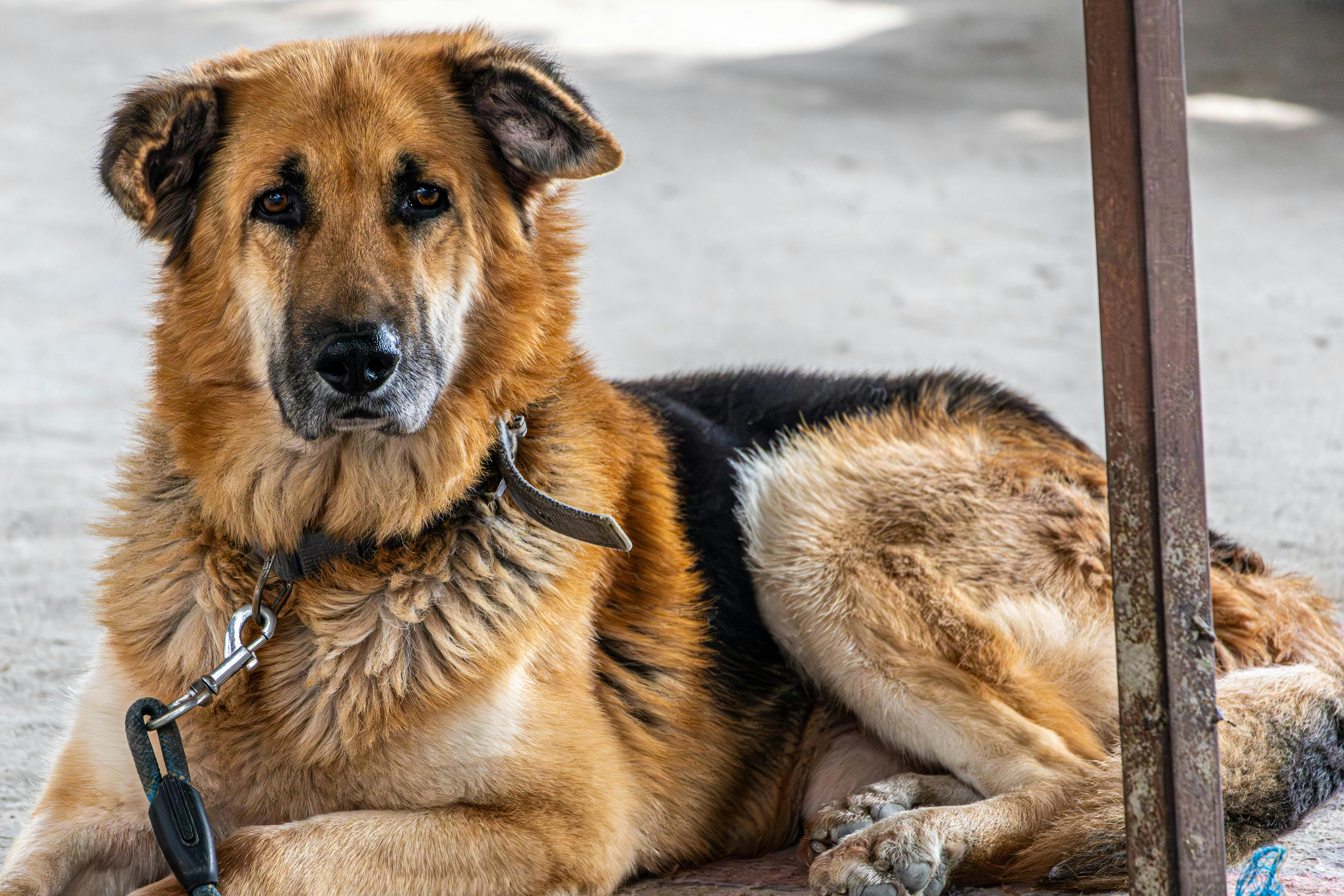 German Shepherds