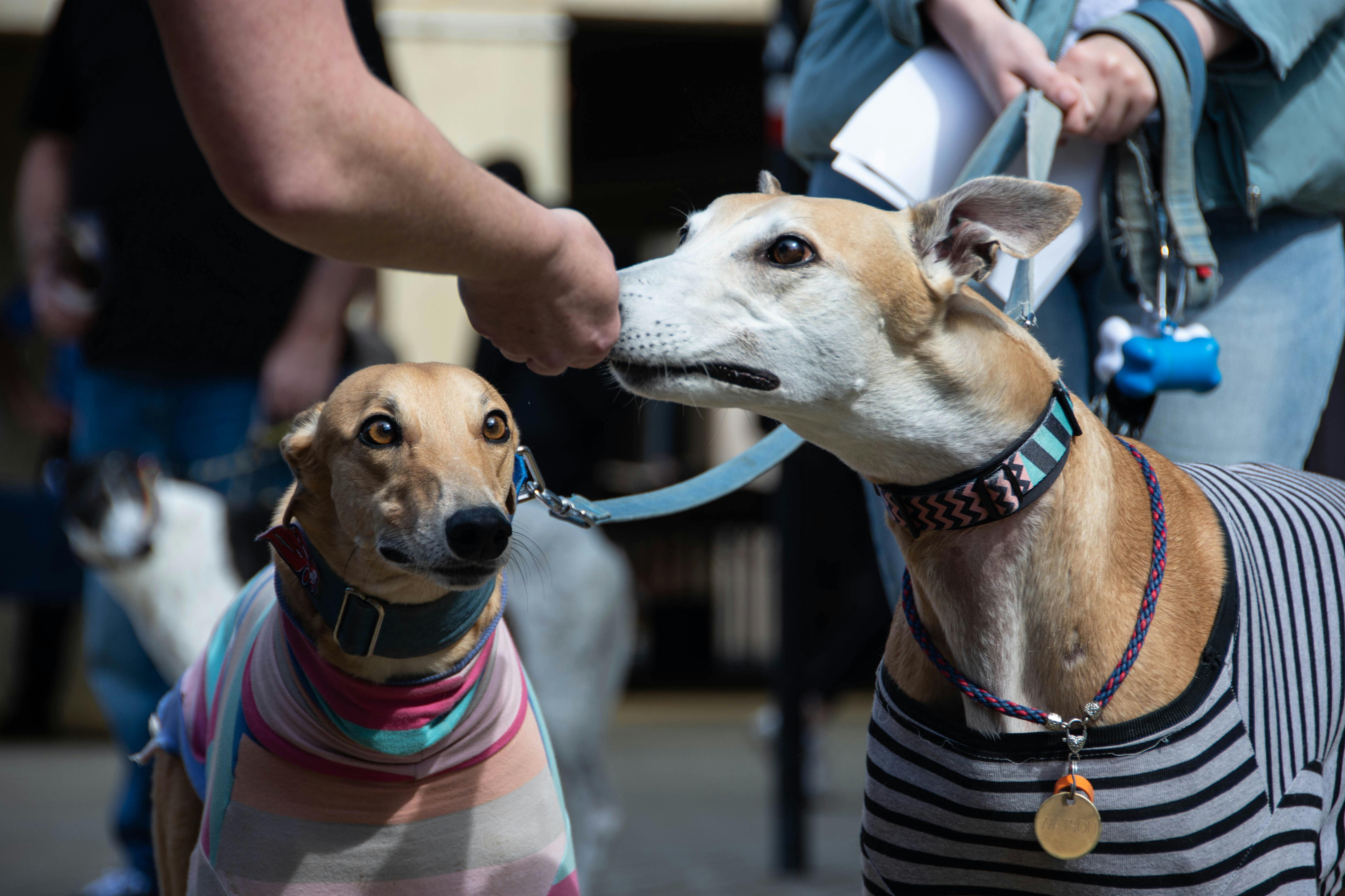 Martingale Collars