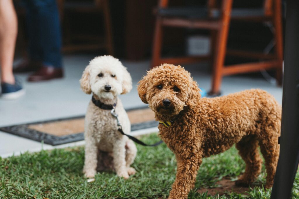 Poodle Perfection: Is This Breed Your Perfect Match