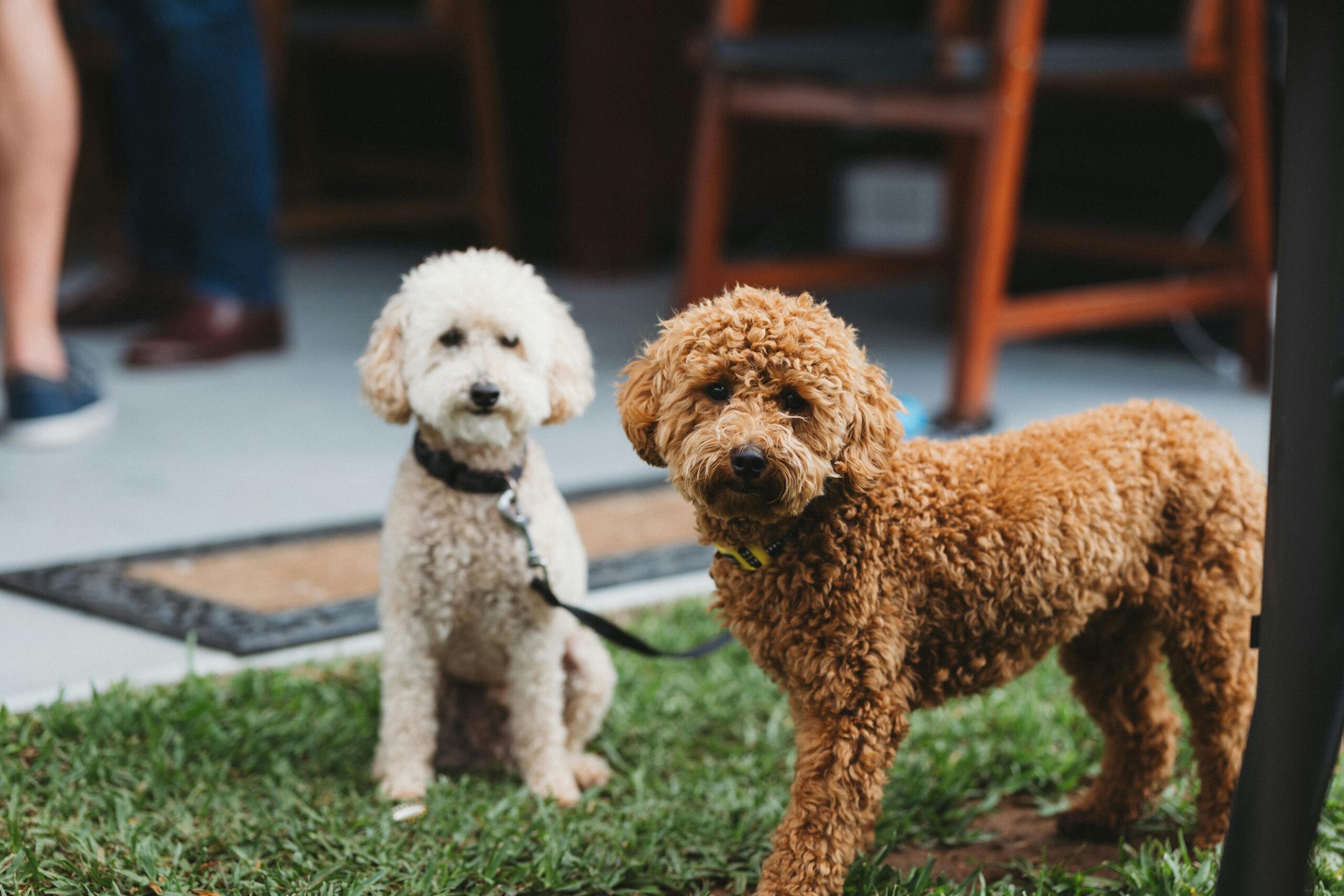 Poodle Pros and Cons: Weighing the Good and the Bad