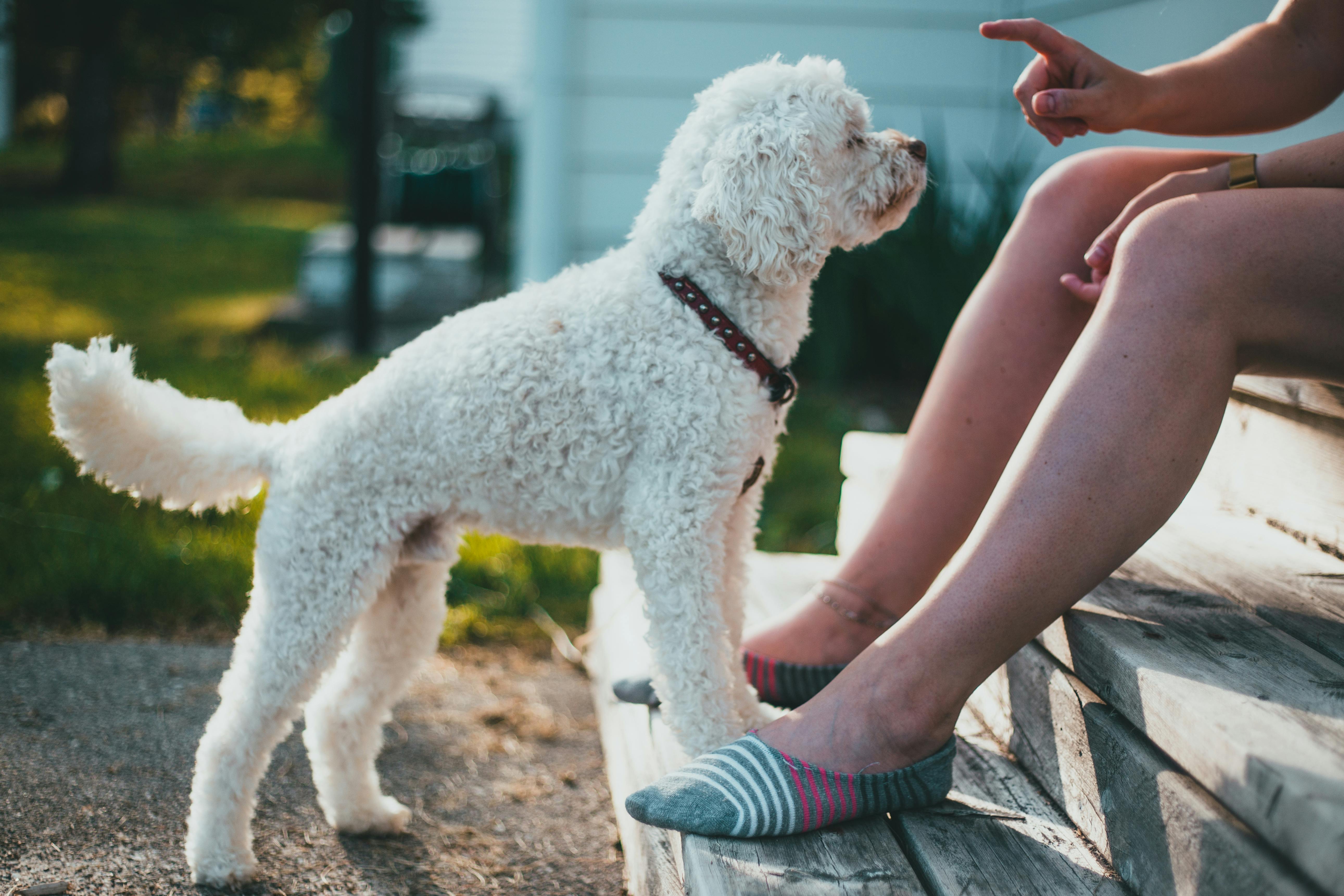 Poodle Training