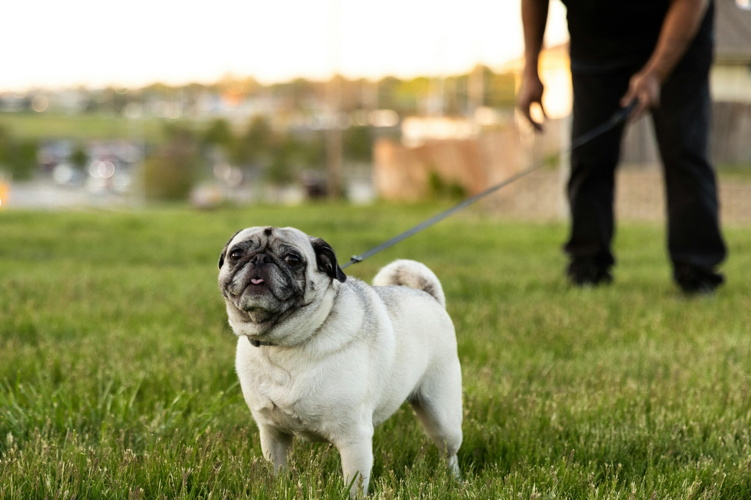 Pug Puppy Perfection: Your Complete Guide to Happy Pups