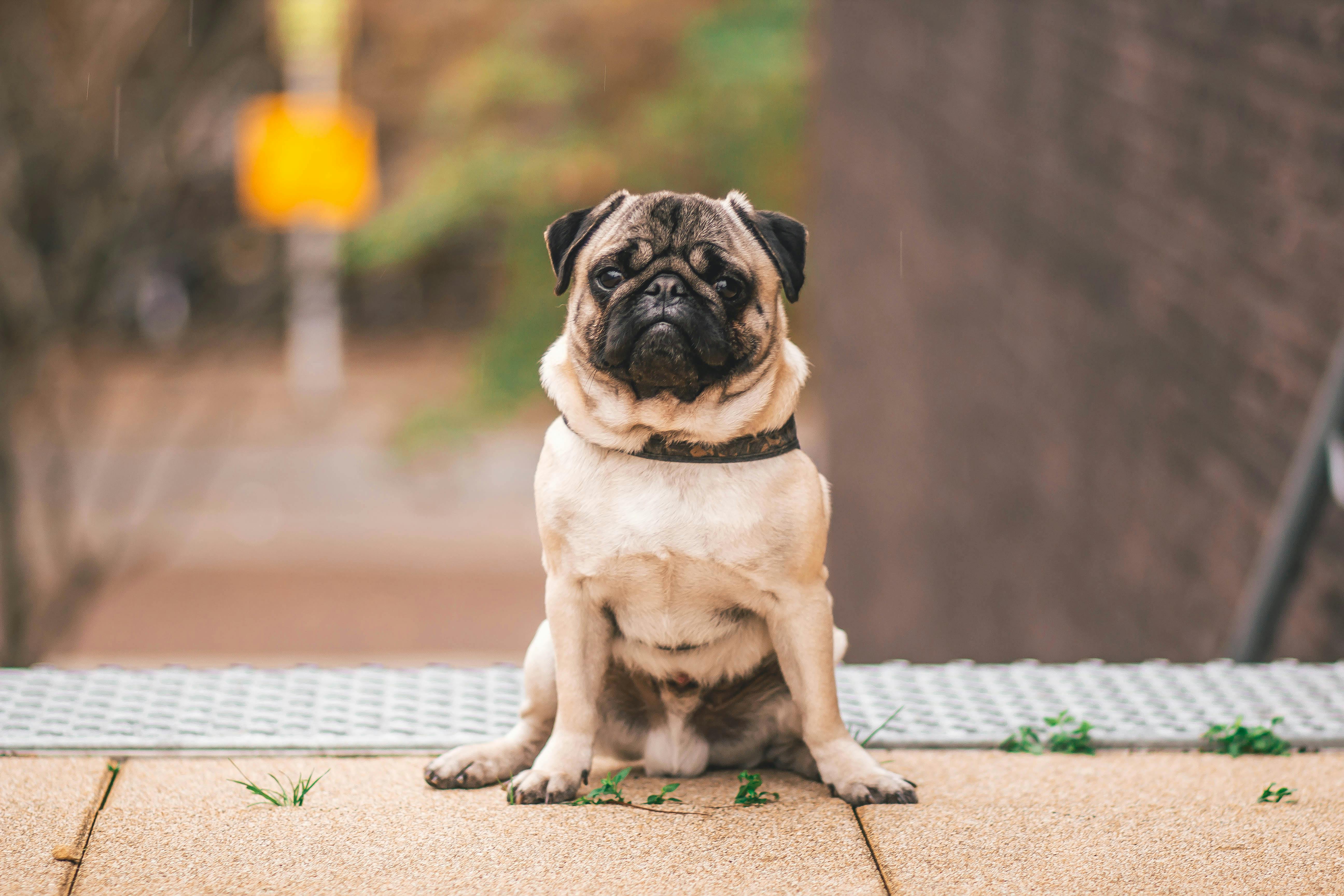 Pug Puppy Perfection