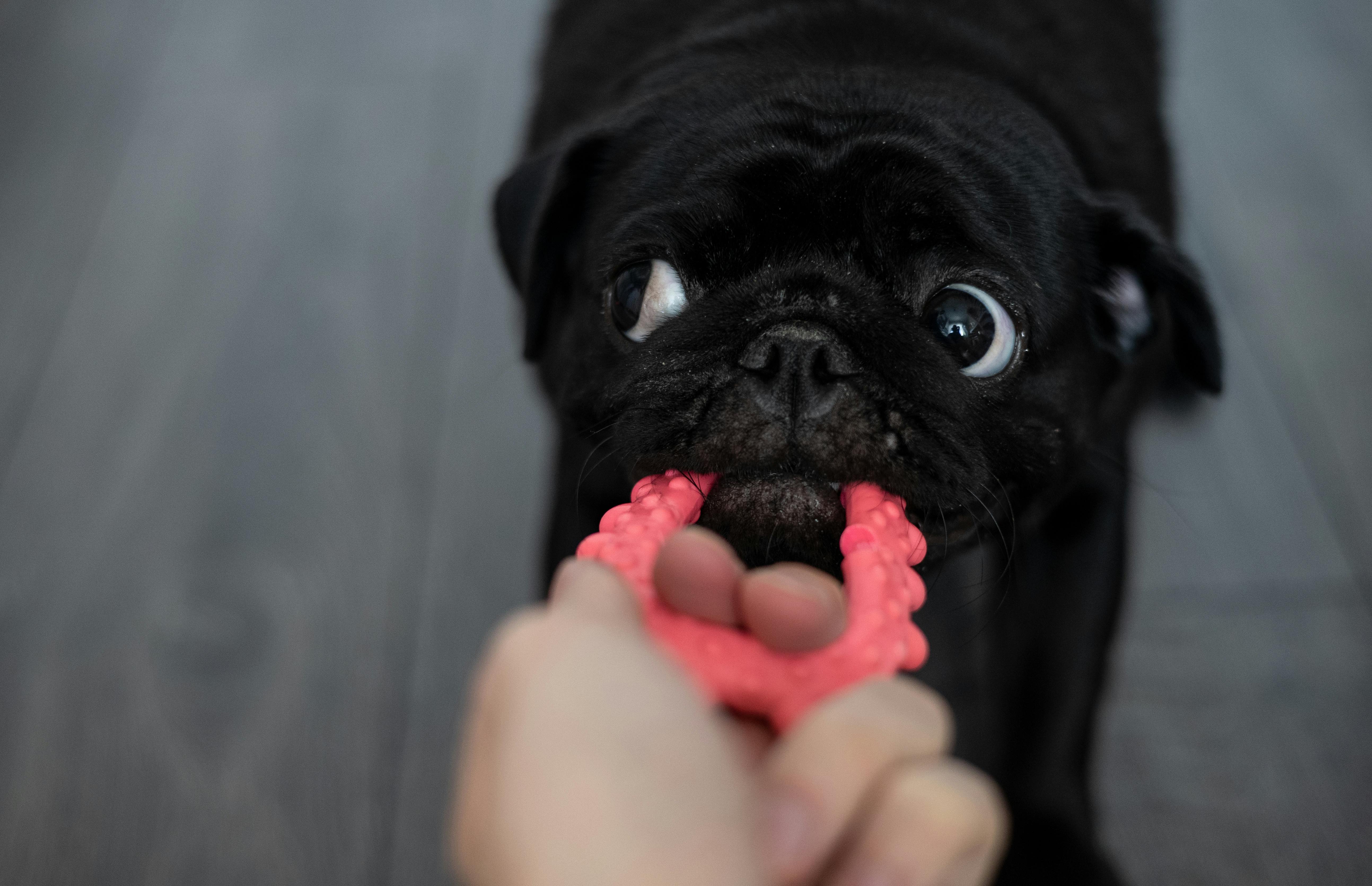 Pug Puppy Training