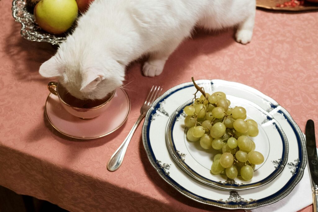Safe & Healthy Fruits for Your Cat