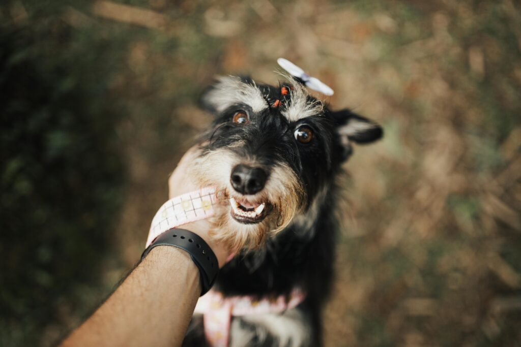 Schnauzer Puppies Your Complete Guide to Raising a Happy Pup