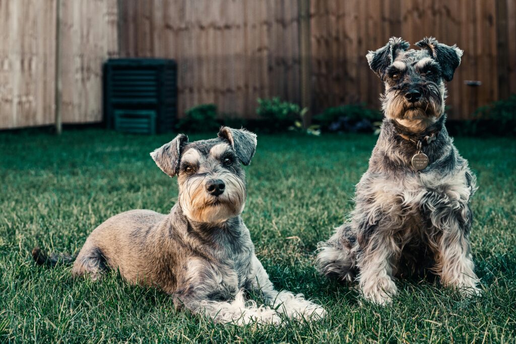 Schnauzer Sizes Miniature, Standard, & Giant