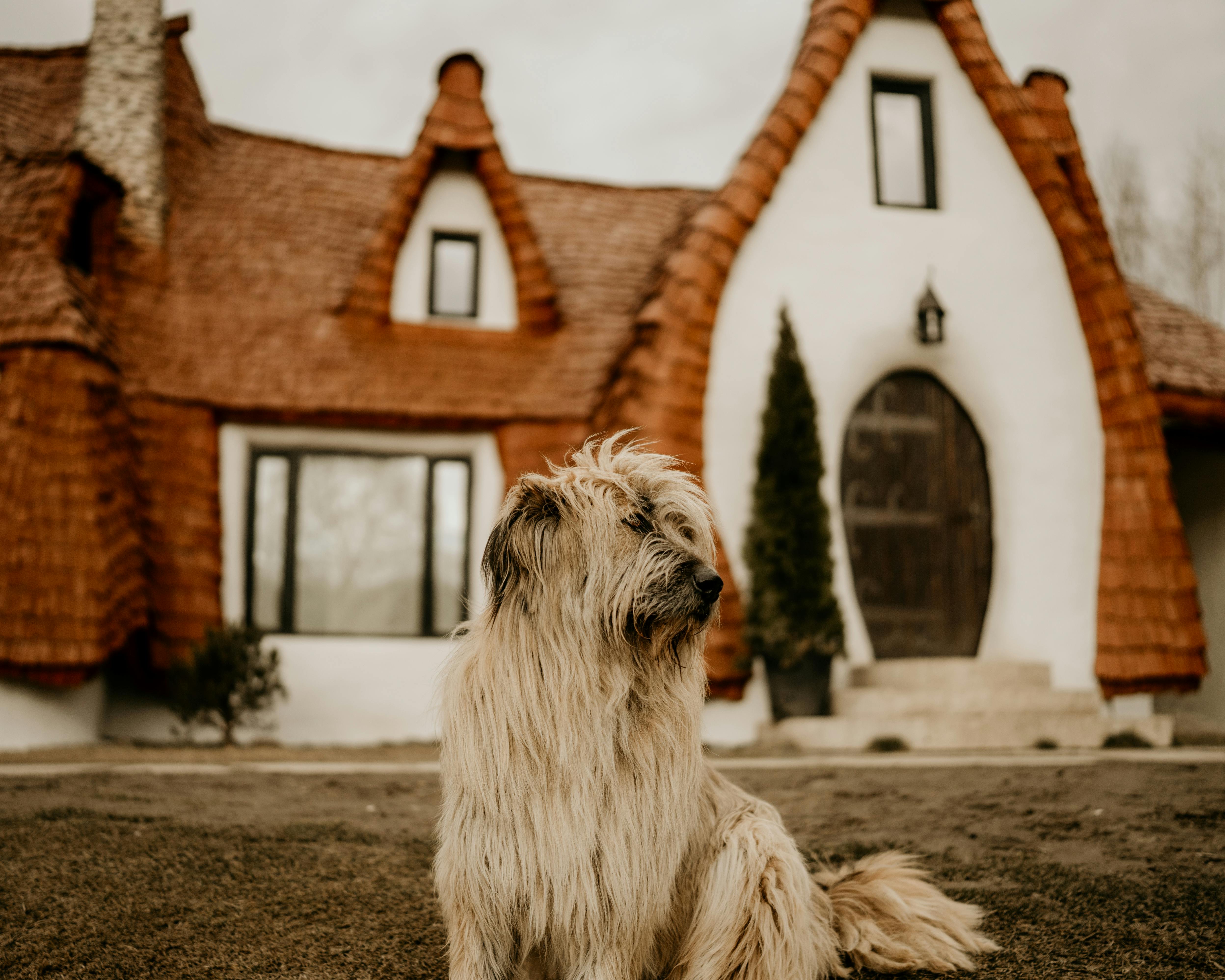 Shaggy Dog Breeds