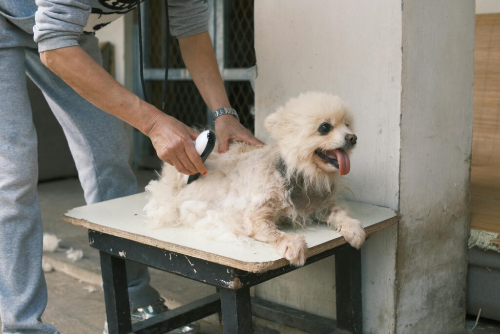 Shaggy Dog Grooming