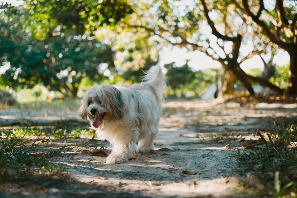 Small Shaggy Breeds