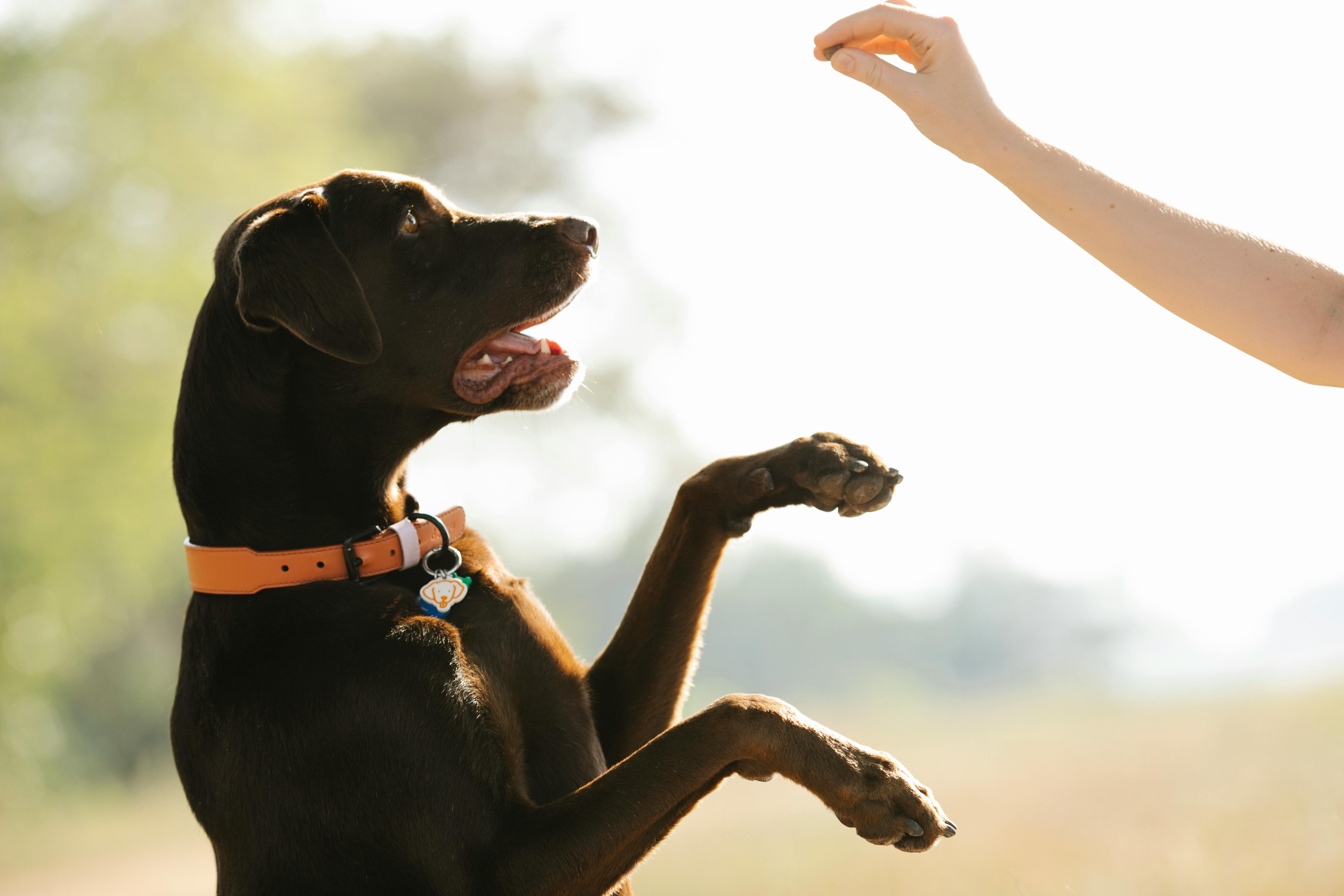 Training Collars