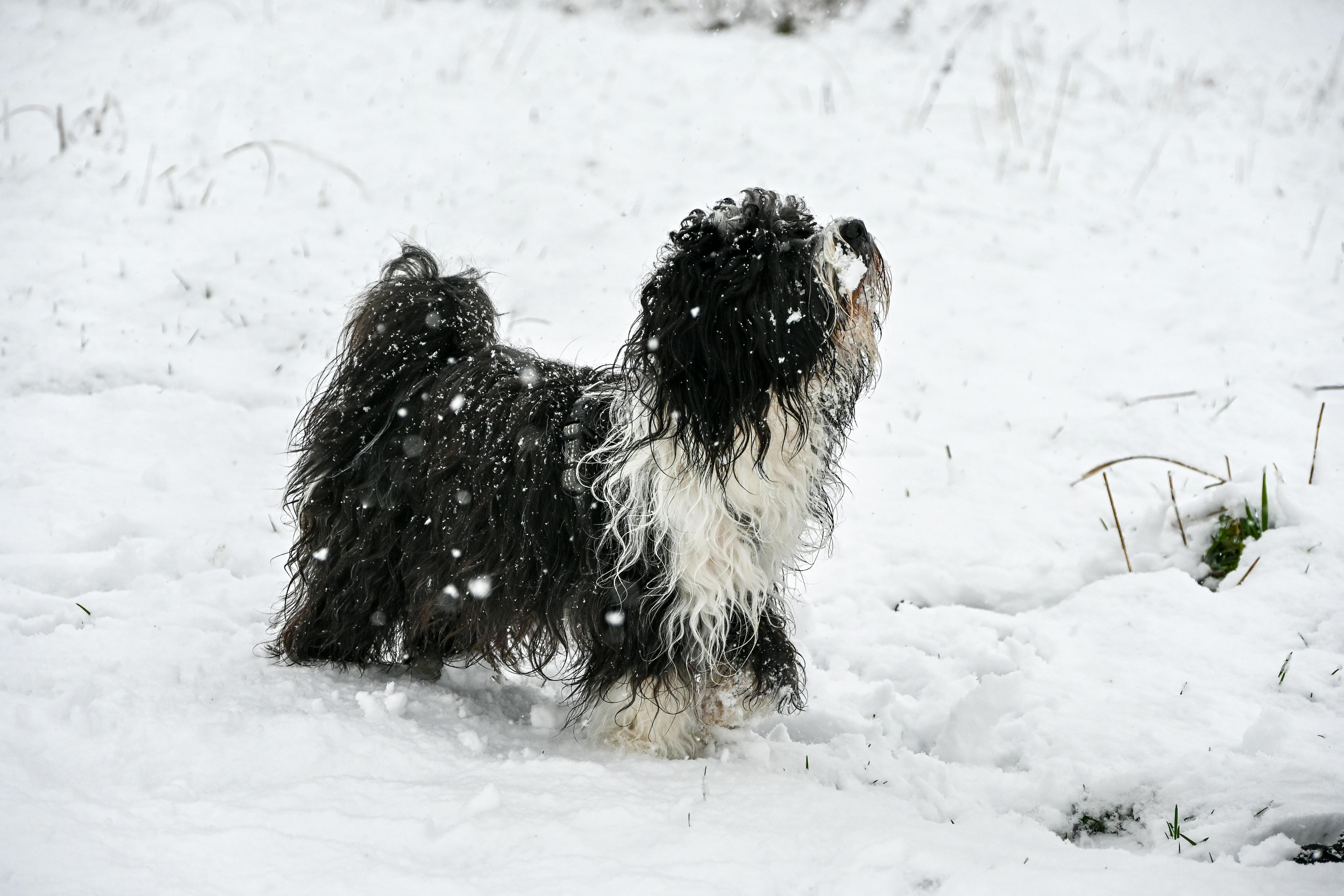 Unveiling the Shaggy Dog