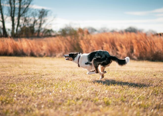 How Fast Can a Dog Run? Breed Speeds & More Info