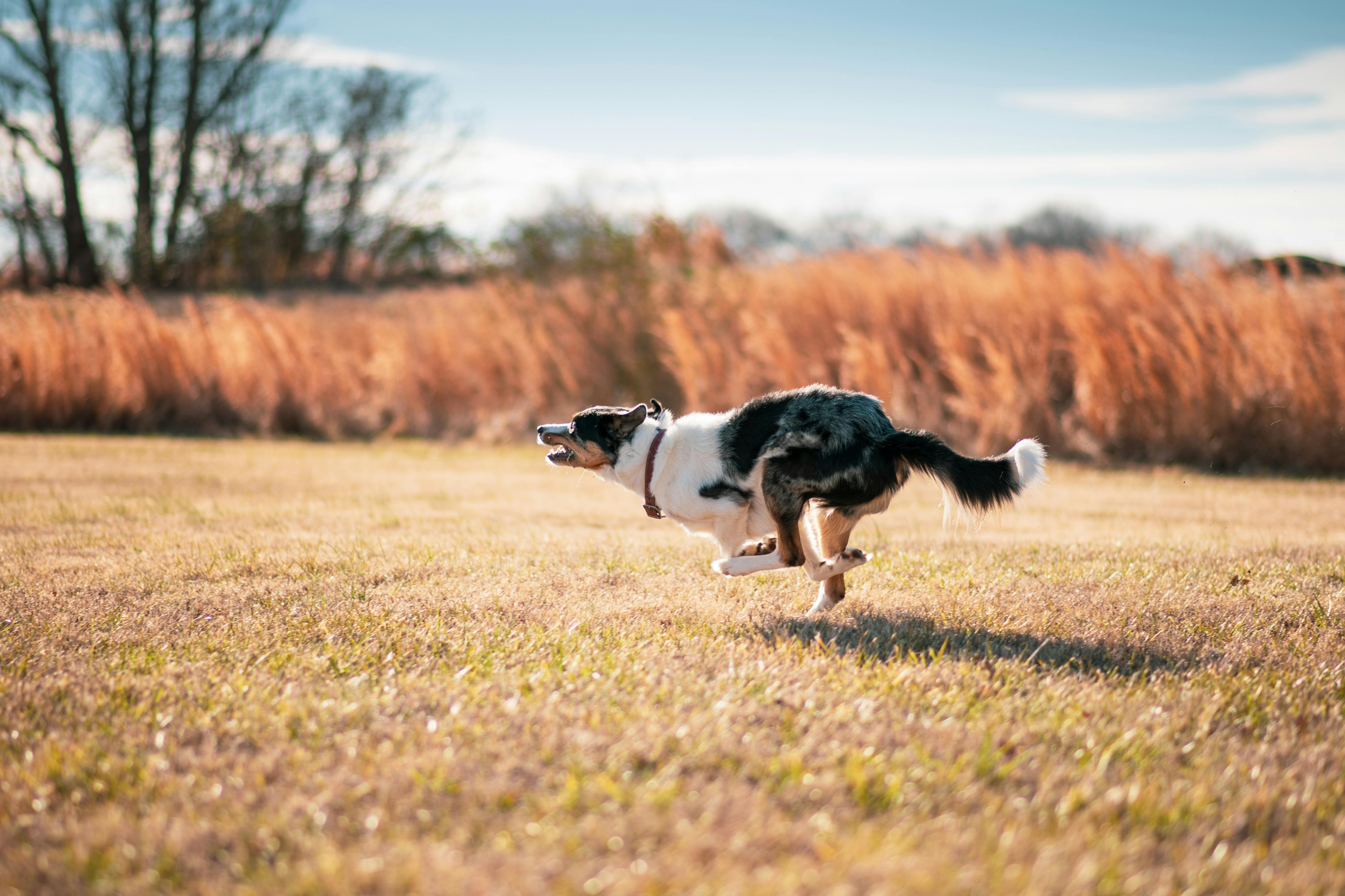 Border Collie Speed