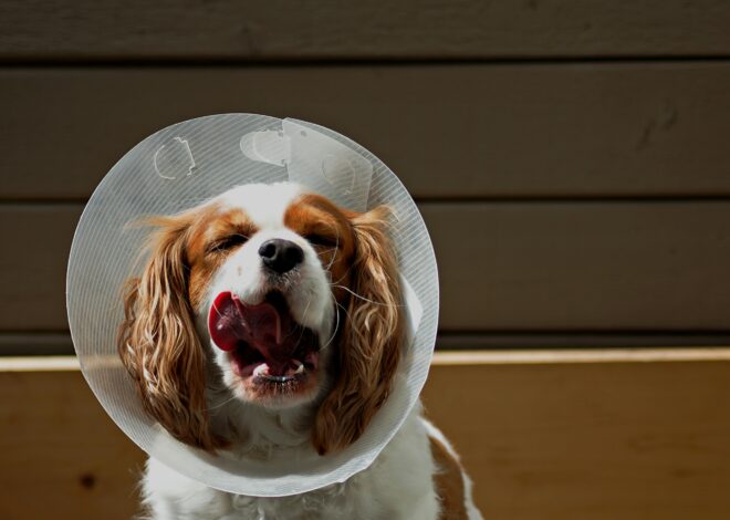 DIY Comfy Dog Cone: Happy Recovery for Your Best Friend