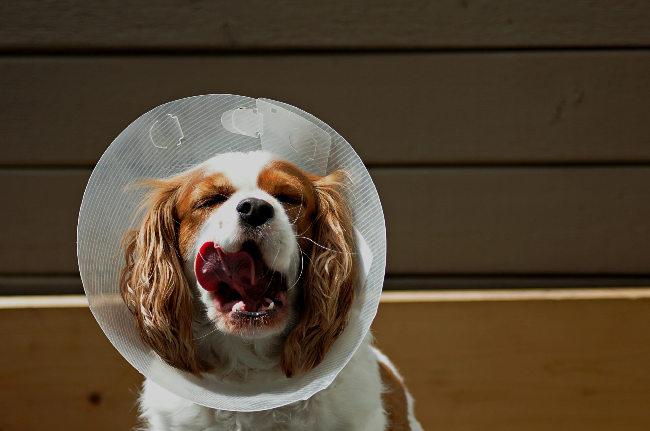 DIY Comfy Dog Cone: Happy Recovery for Your Best Friend