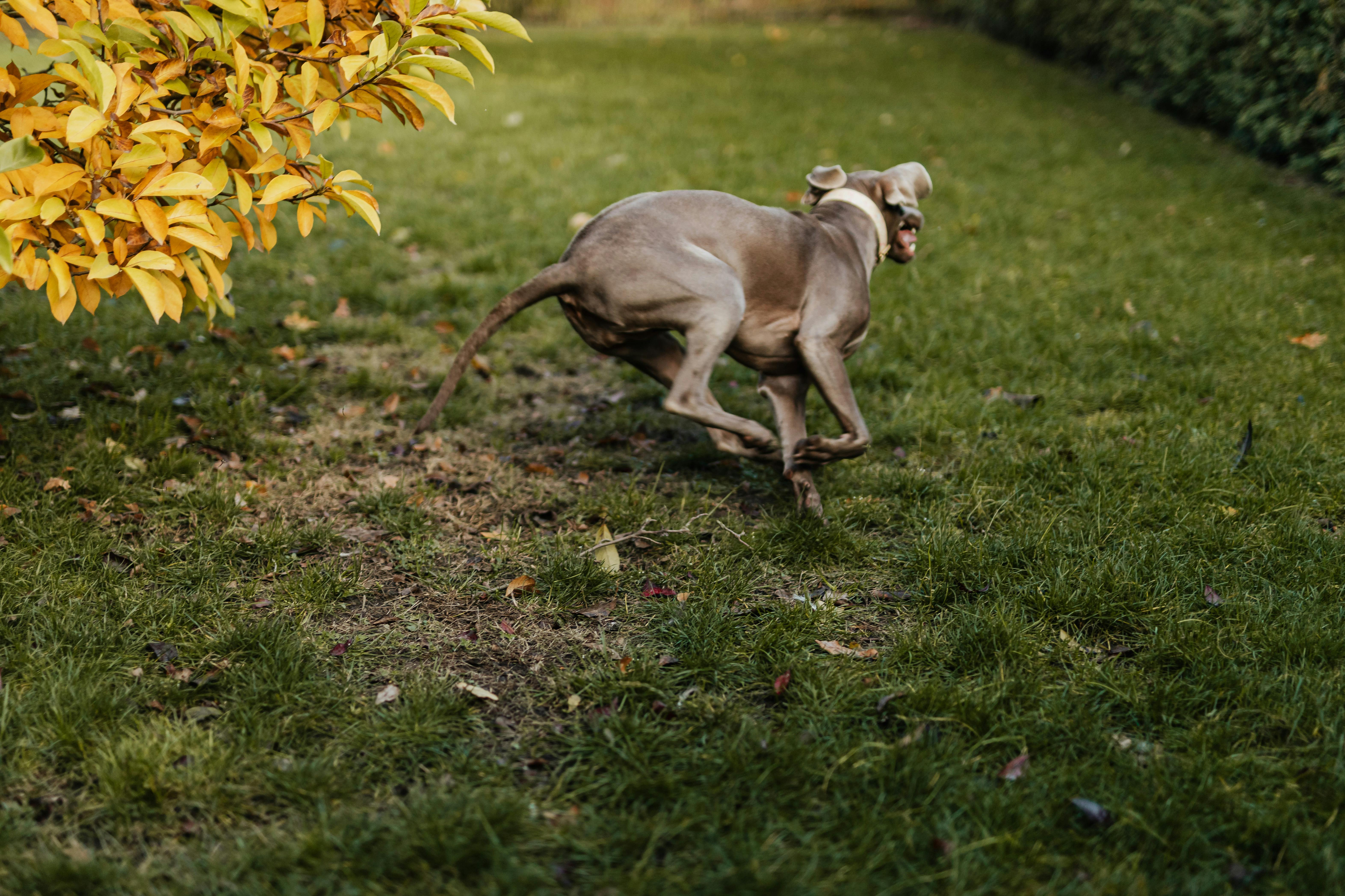 Fastest Dog Breeds