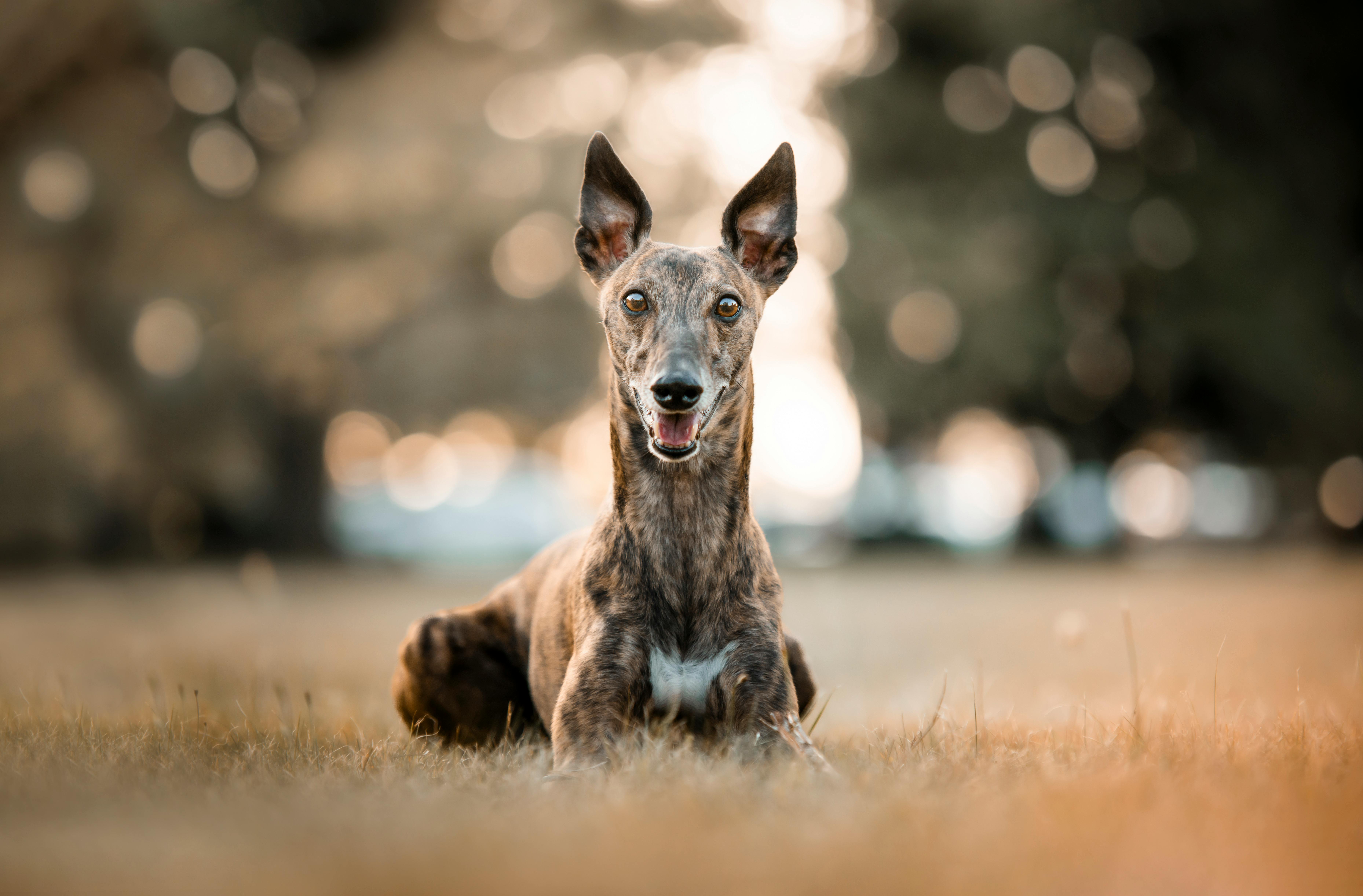 Greyhound The Speed Champion