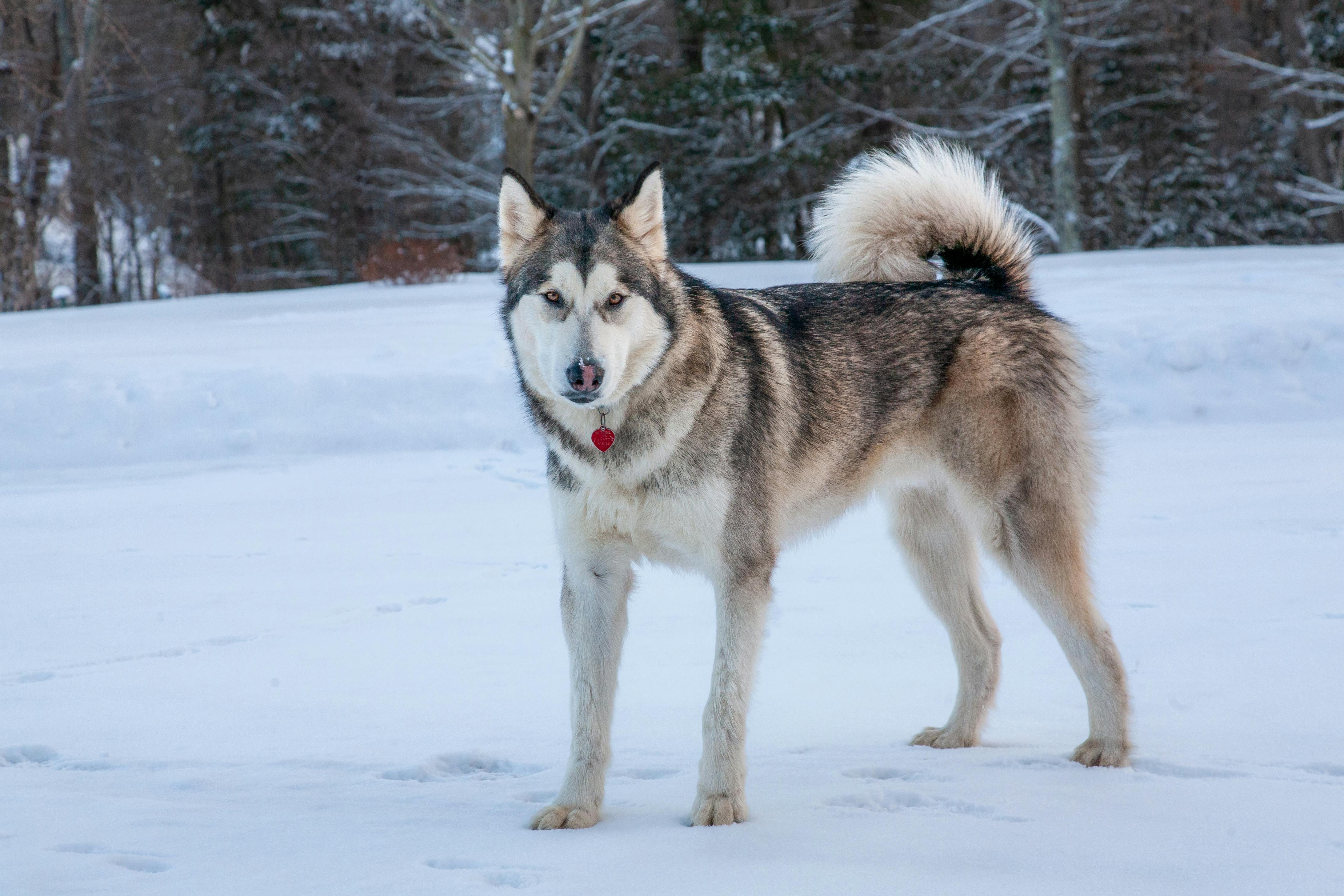 Sled Dog Speed