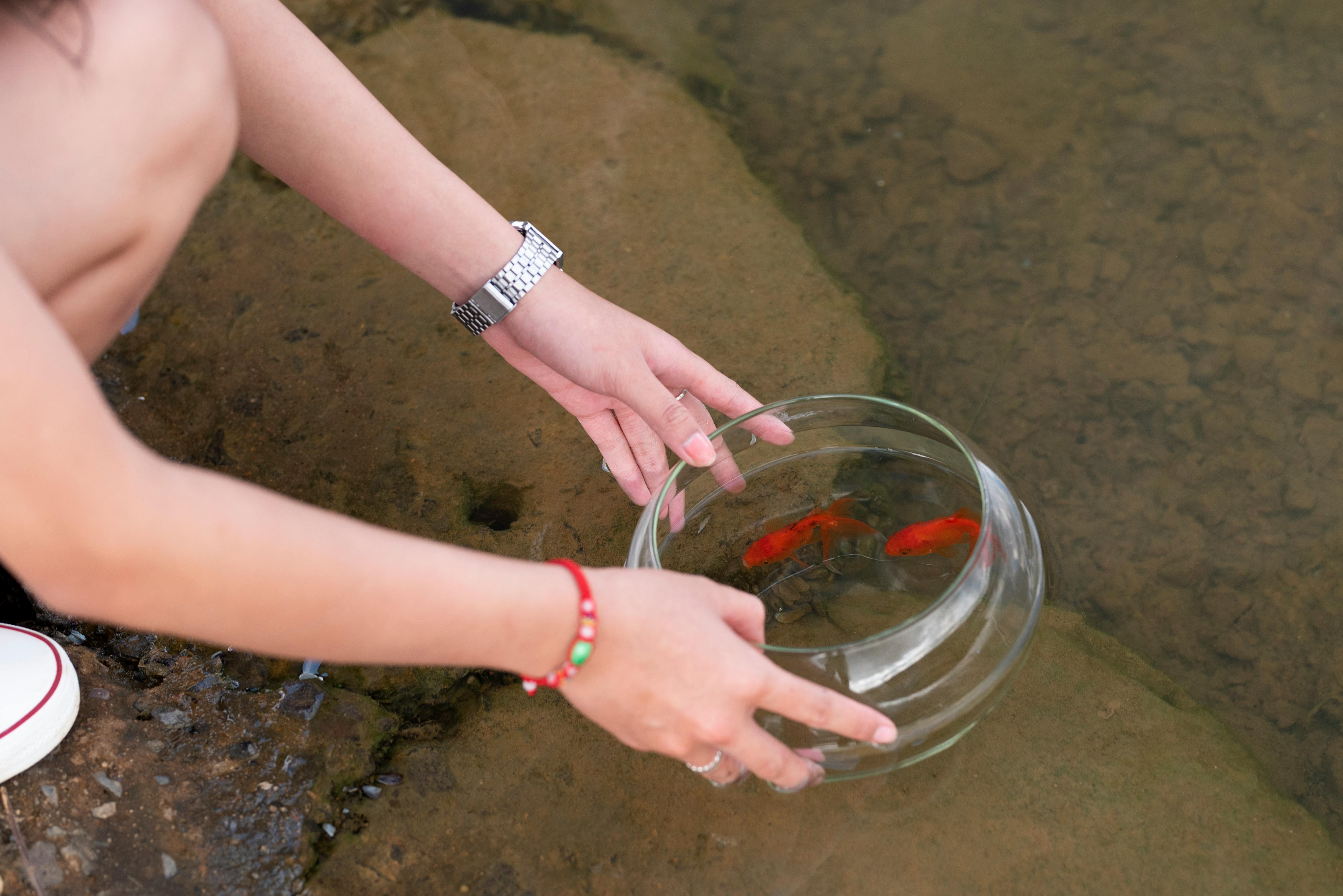 Understanding Fish Feeding