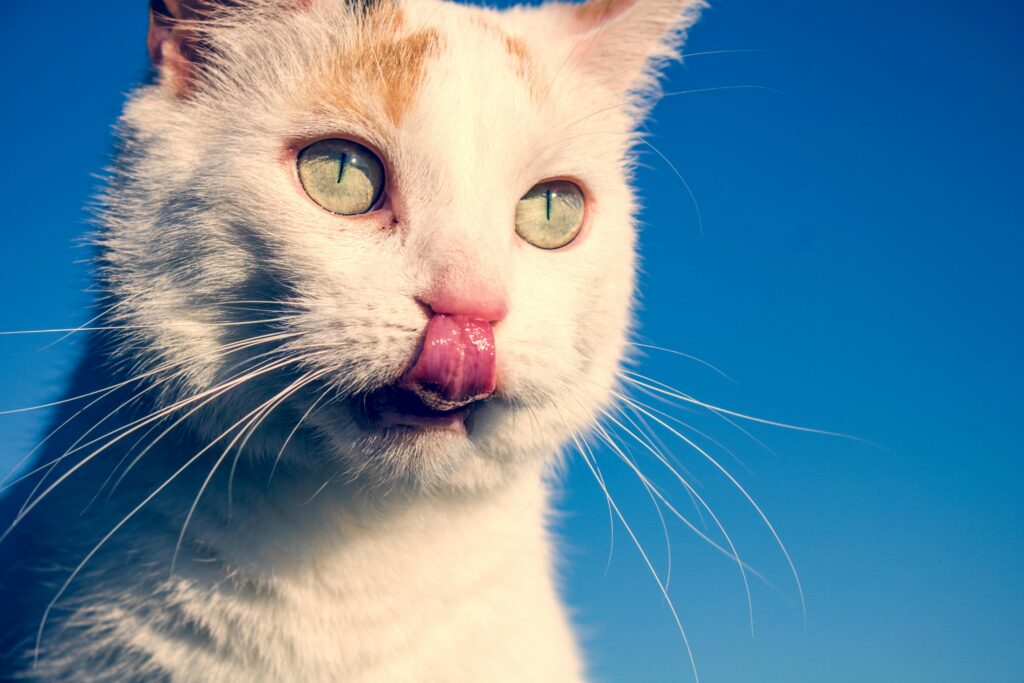 Why Cats Lick