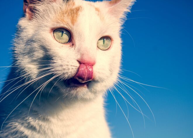 Why Does My Cat Lick Me? Understanding Cat Behavior