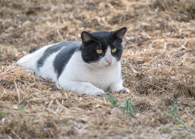 Black & White Cat Personality: Dapper Feline Facts