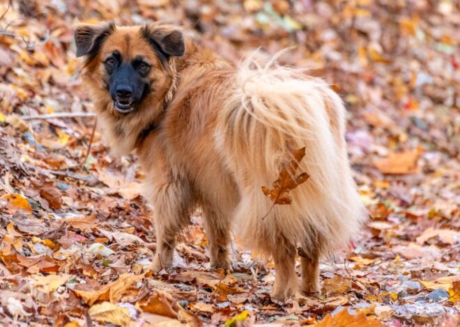 Botfly in Dogs: Identifying, Treating, and Preventing Infestation