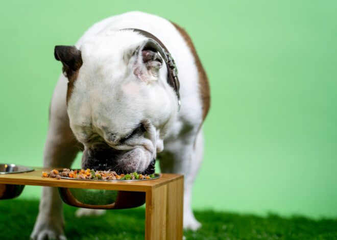 Can Dogs Eat Cereal? Understanding the Risks & Safety