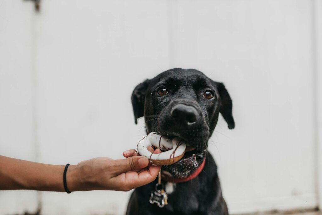 Can Dogs Eat Donuts