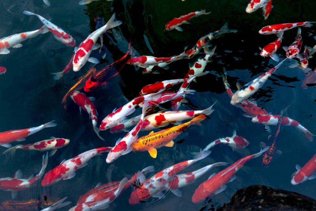 How Much Are Koi Fish? How Much Are Koi Fish?