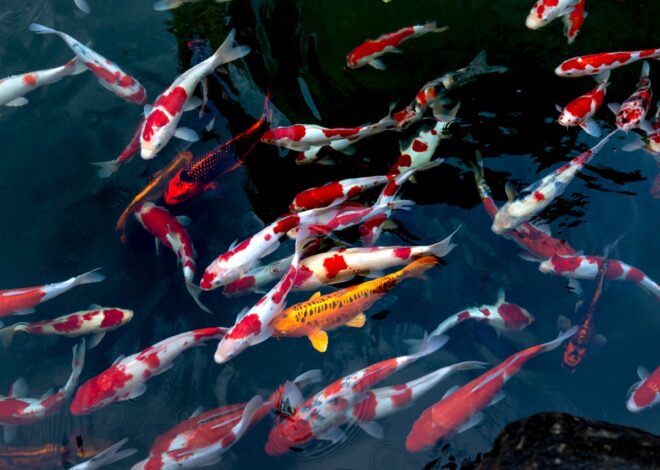 How Much Are Koi Fish? A Complete Price Breakdown