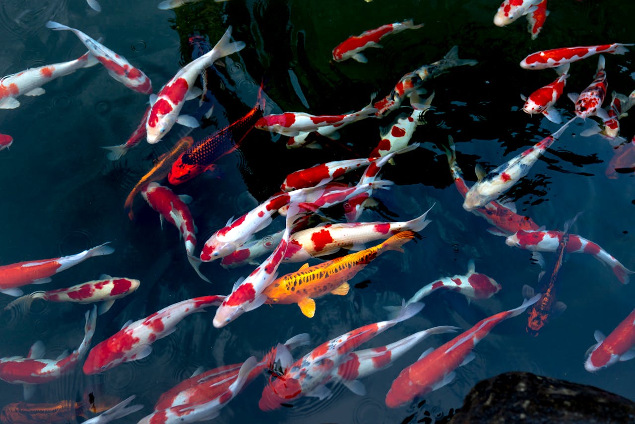 How Much Are Koi Fish? A Complete Price Breakdown