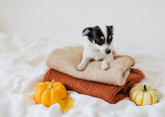 Is Pumpkin Good for Dogs? Daily Feeding Explained