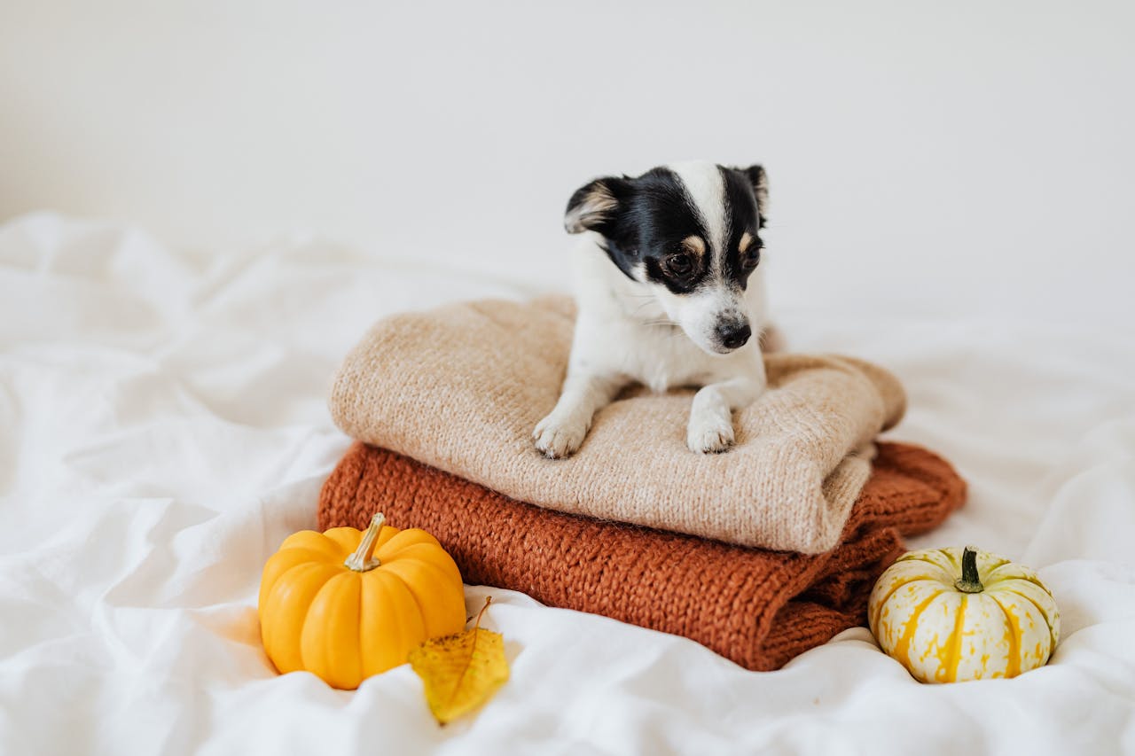 Is Pumpkin Good for Dogs? Daily Feeding Explained