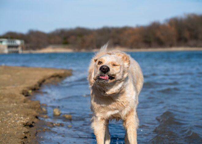 Why Do Dogs Shake Their Bodies? Common Causes