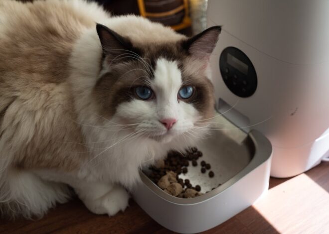 Are Automatic Feeders Good for Cats? Benefits & Downsides