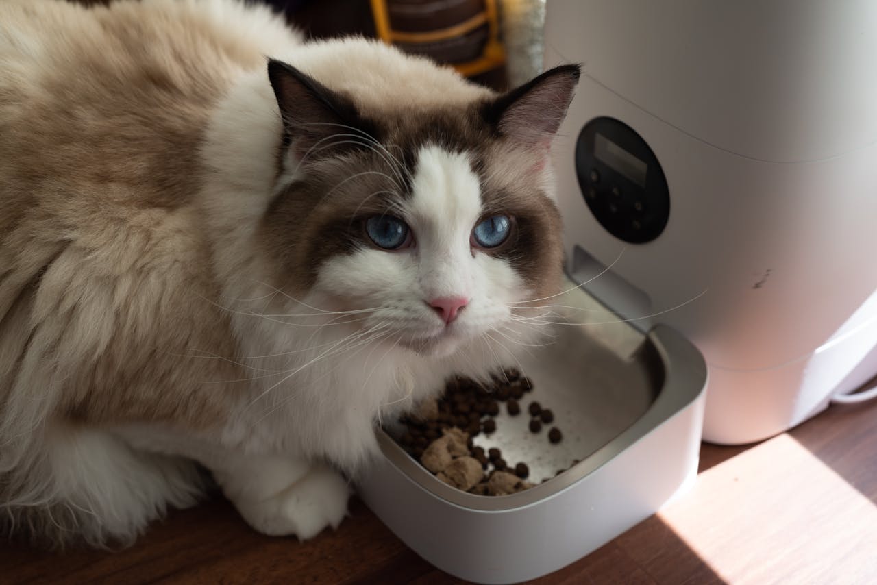 Are Automatic Feeders Good for Cats? Benefits & Downsides