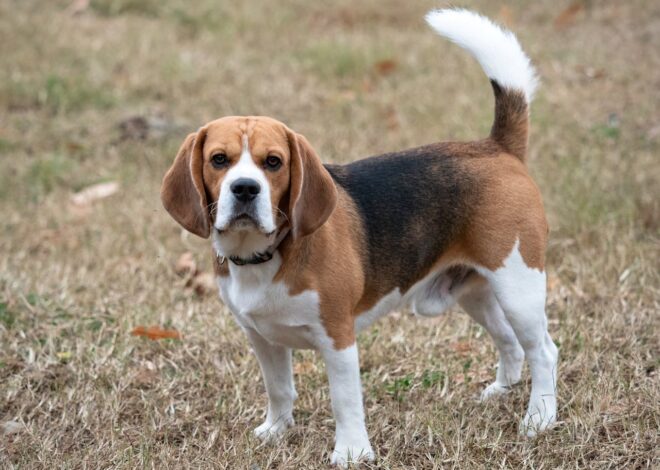 Beagle Puppies: Everything You Need to Know About Them