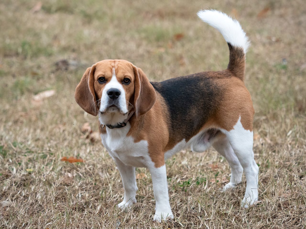 Beagle Puppies: Everything You Need to Know About Them