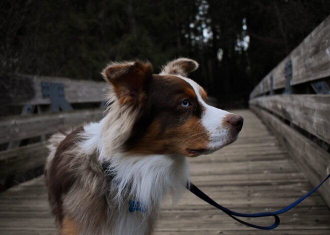 Best Dog Leash for Hiking Adventures Await